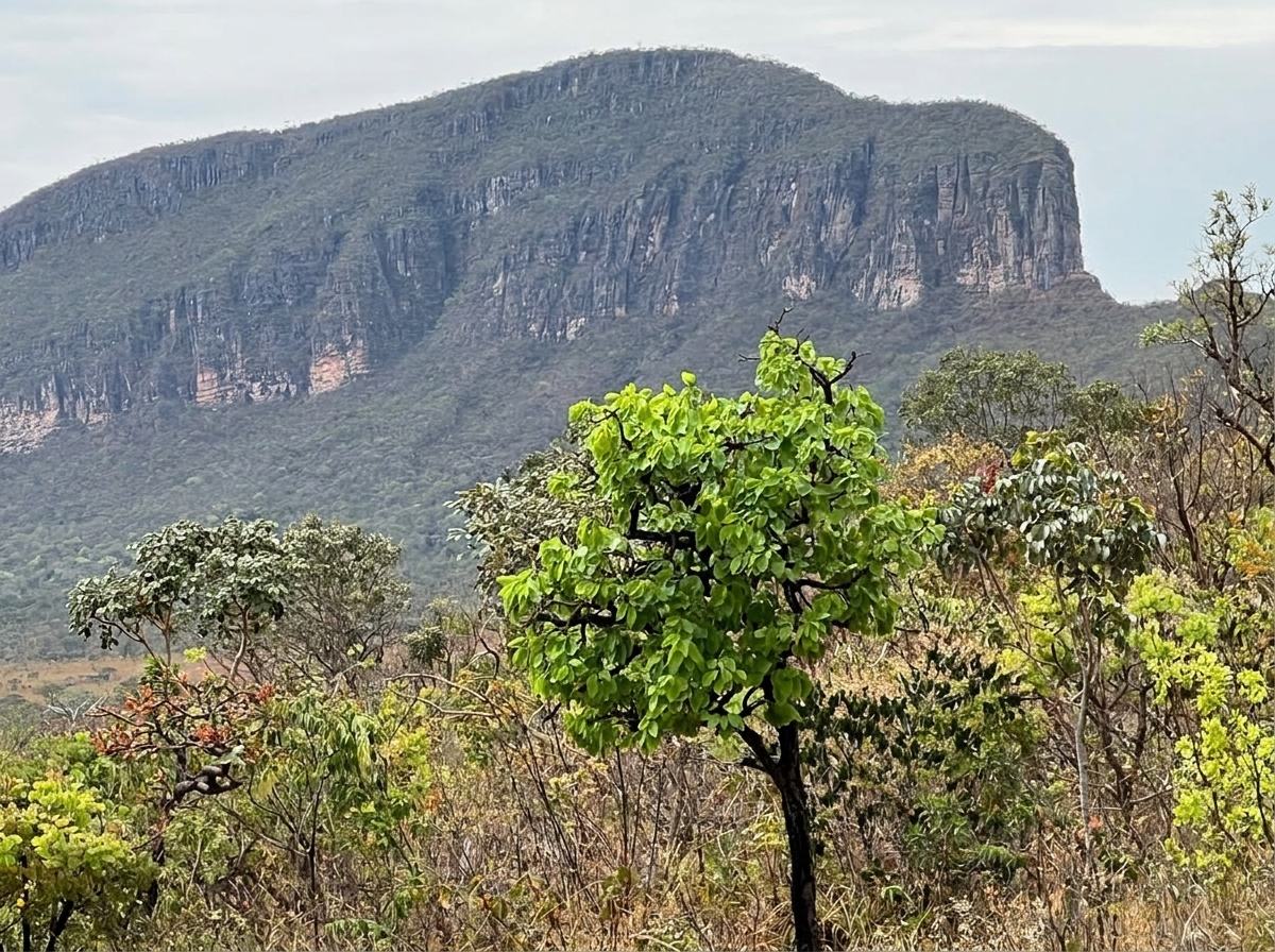 Paredão de rocha da Chapada dos Veadeiros com vegetação do Cerrado em primeiro plano