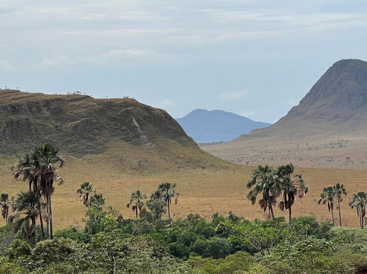 Morros e campo de buritis na Chapada dos Veadeiros